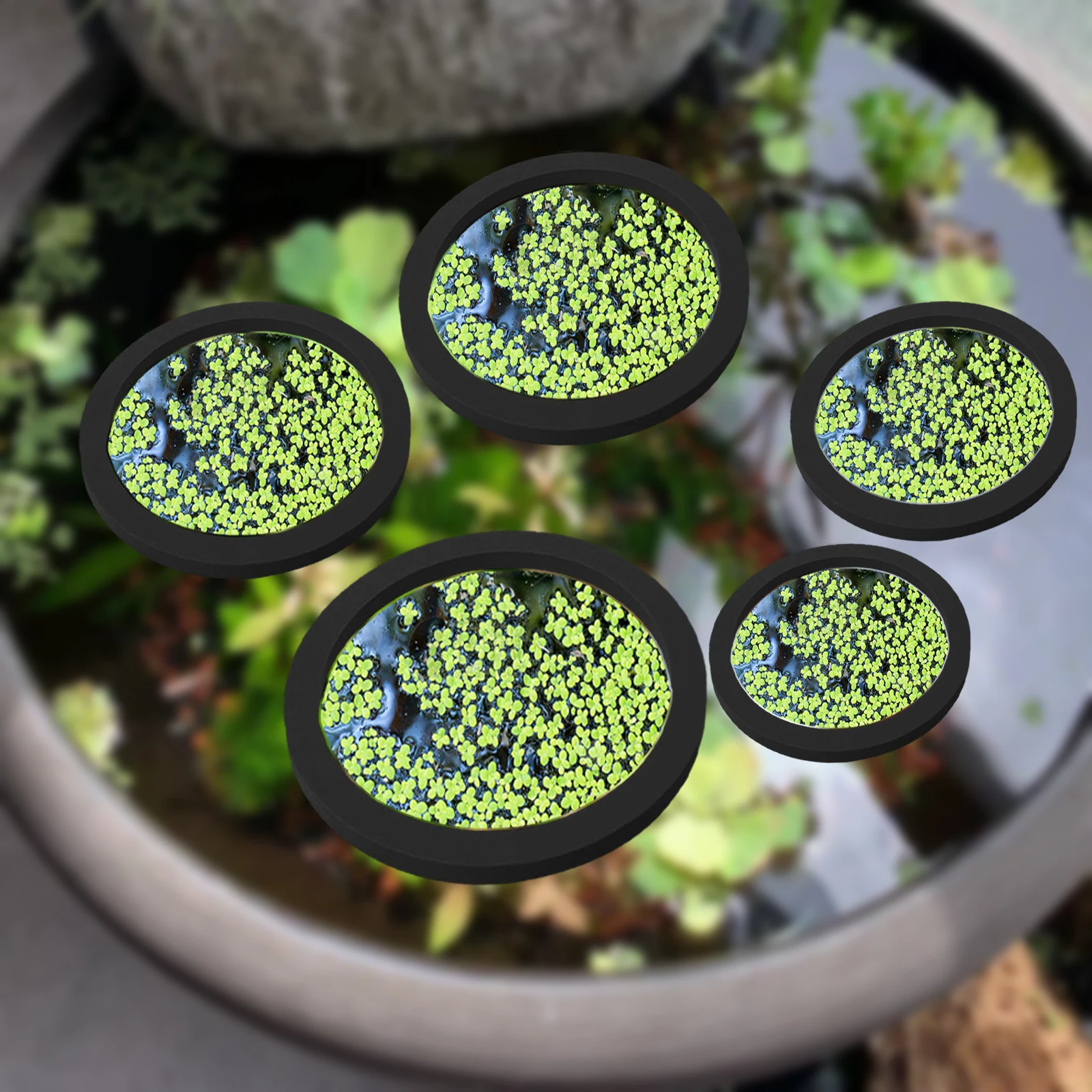 Aquarium Fish Photography - 5Pcs EVA Fish Feeding Ring Aquarium