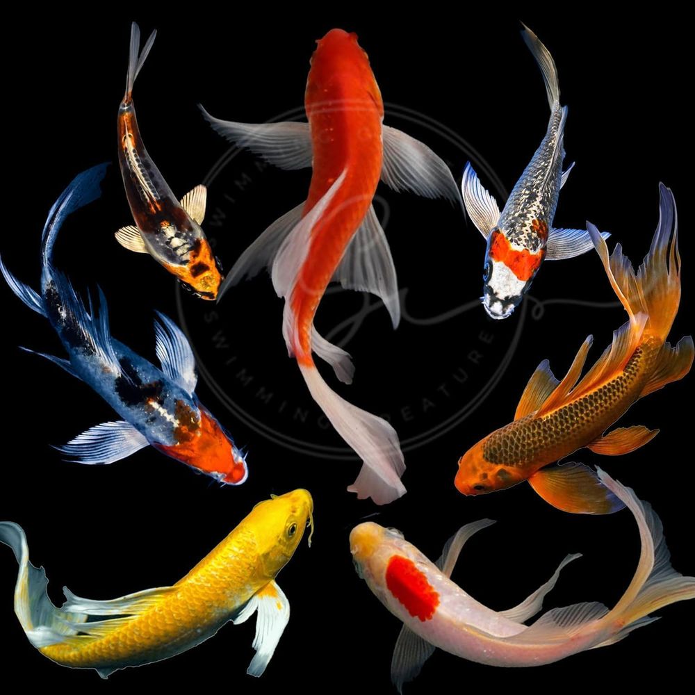 Assorted Colors Live Koi Fish  - Aquarium Fish Pond 评论和价格