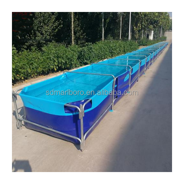AIROW Custom Commercial High Q - Aquarium Fish For Sale 评论和价格