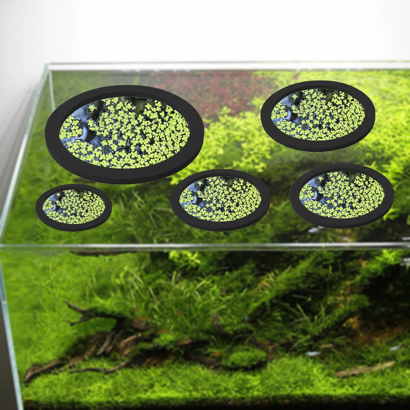 5Pcs EVA Fish Feeding Ring Aqu - Aquarium Fish Photography 评论和价格